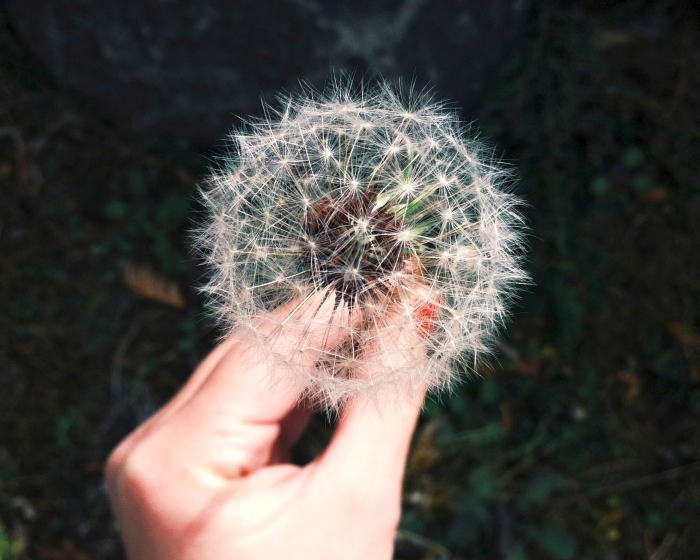 dandelion_in_hand