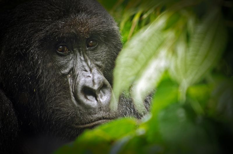 virunga-nemzeti-park-kongo