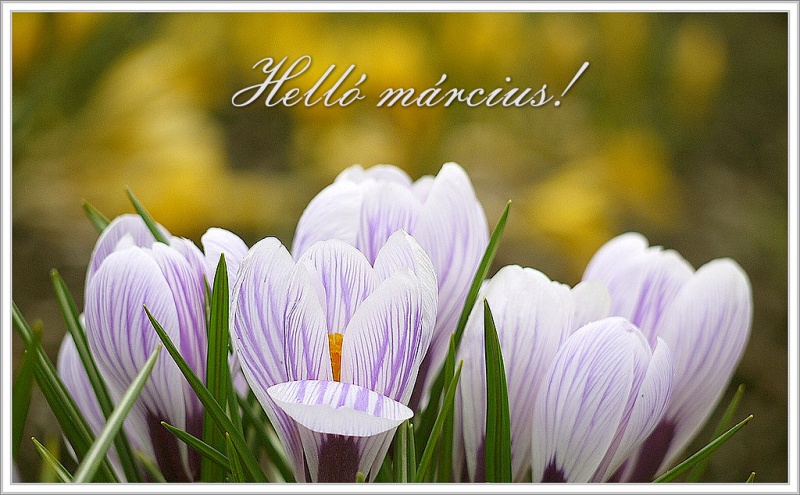 hello-marcius