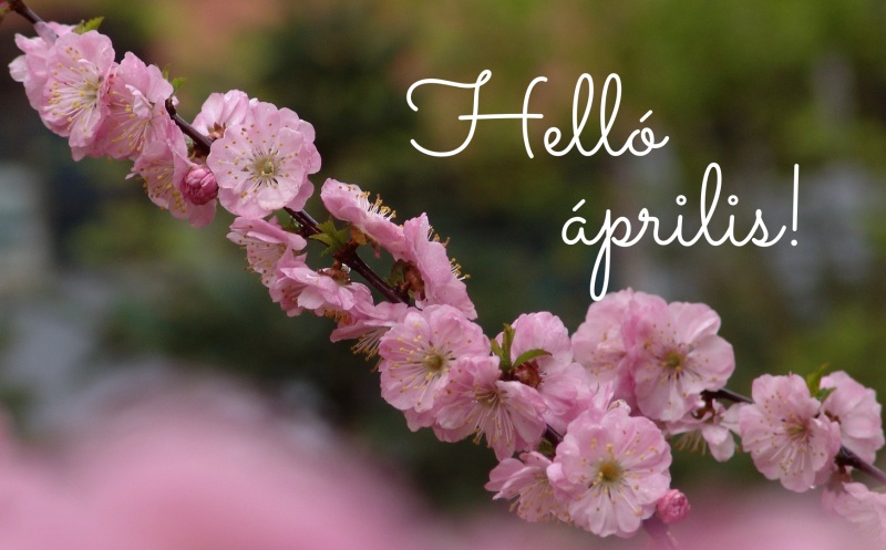 hello-aprilis