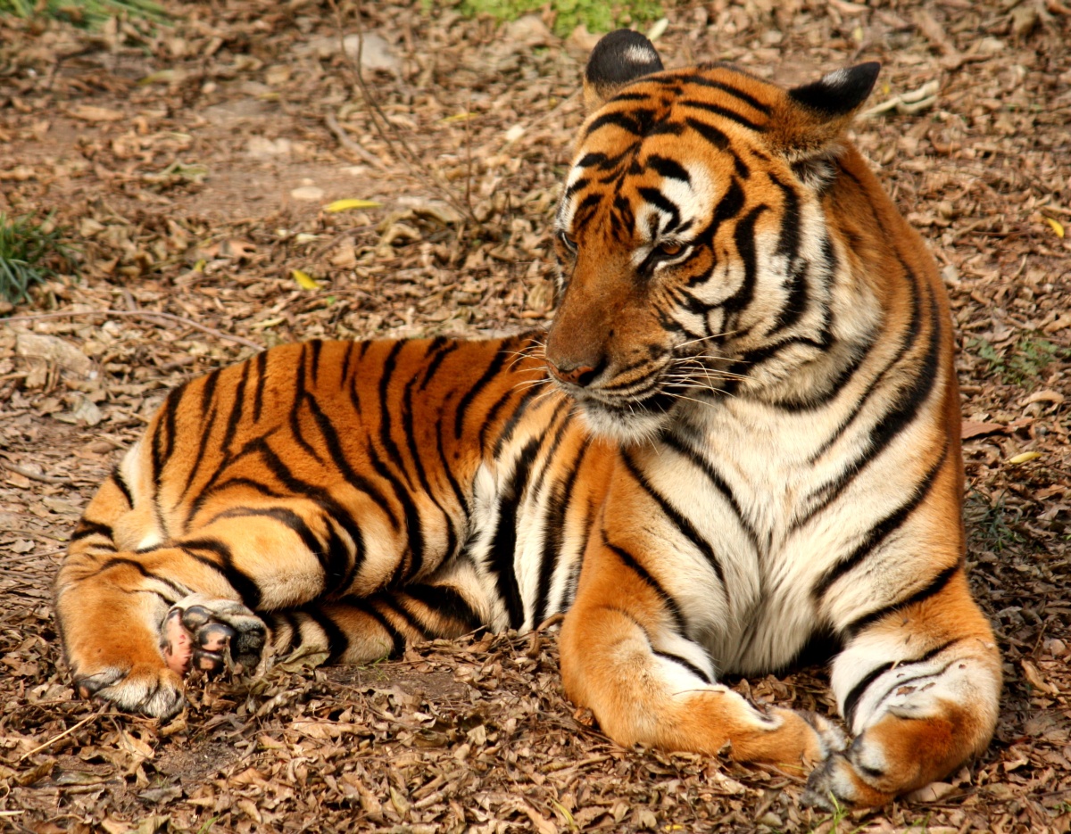 suedchinesischer-tiger