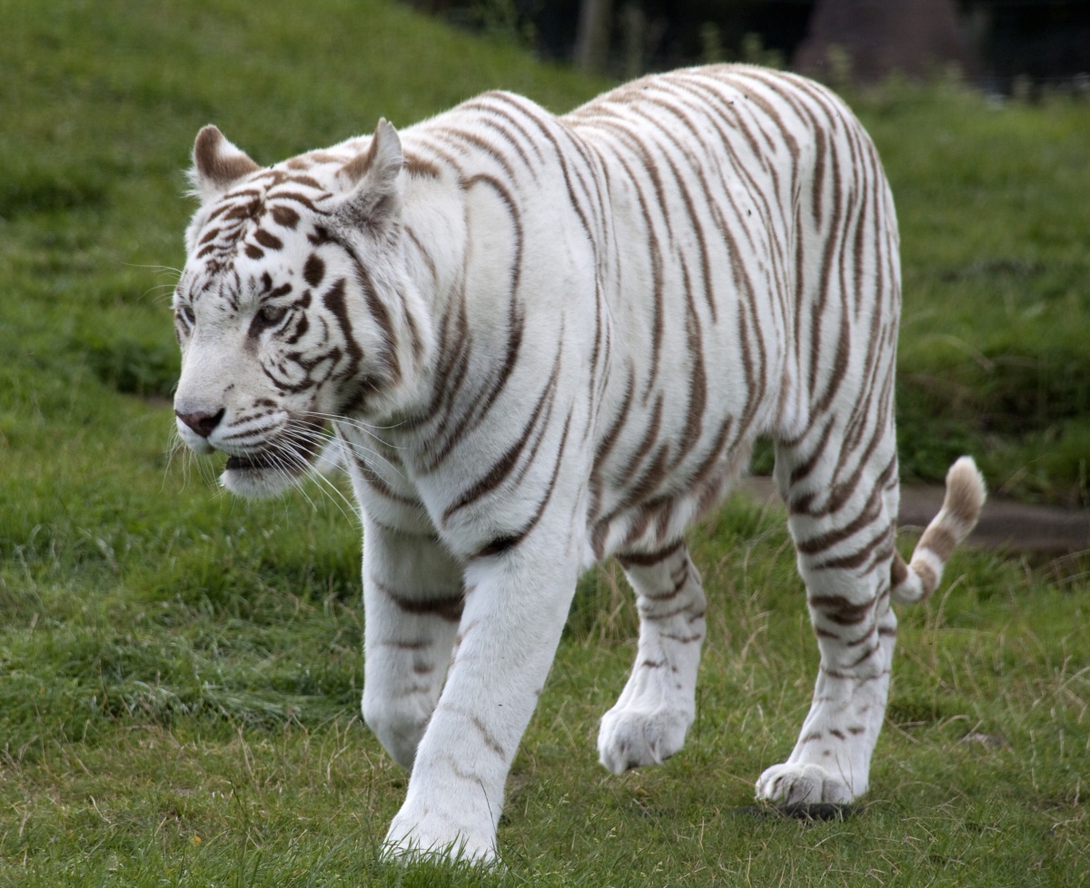 white-tiger