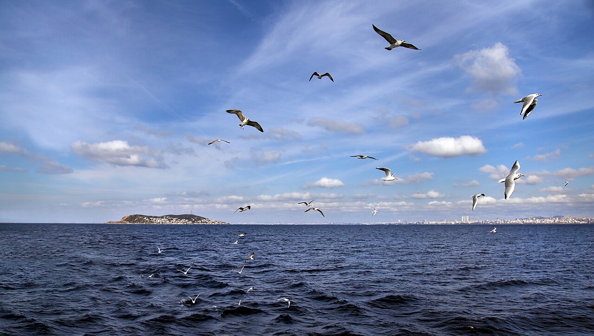 birds-and-sea