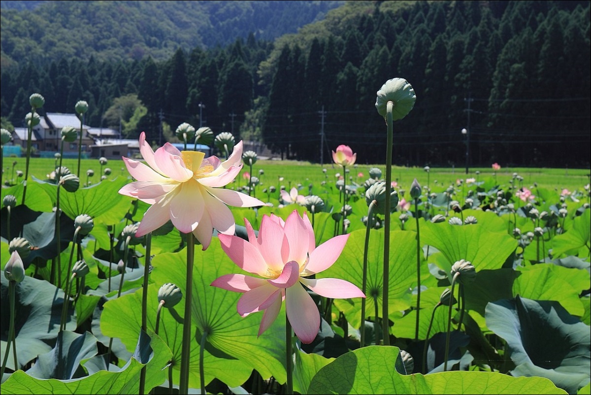 lotus-park