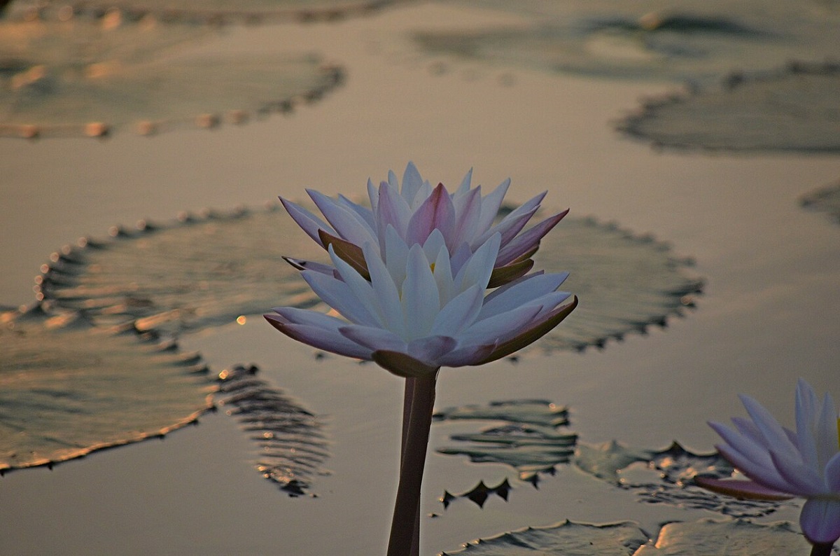 lotus