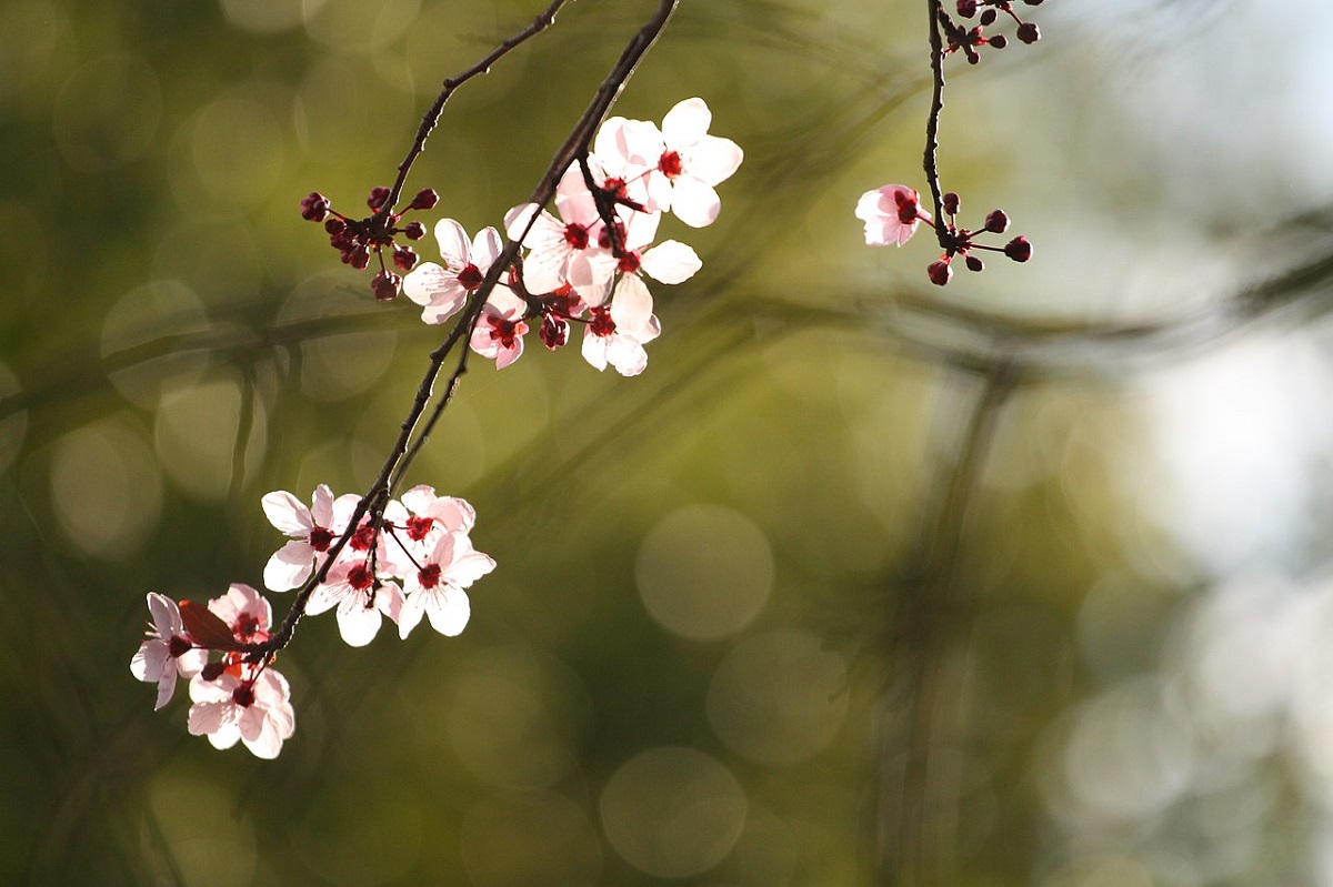 plum_blossoms