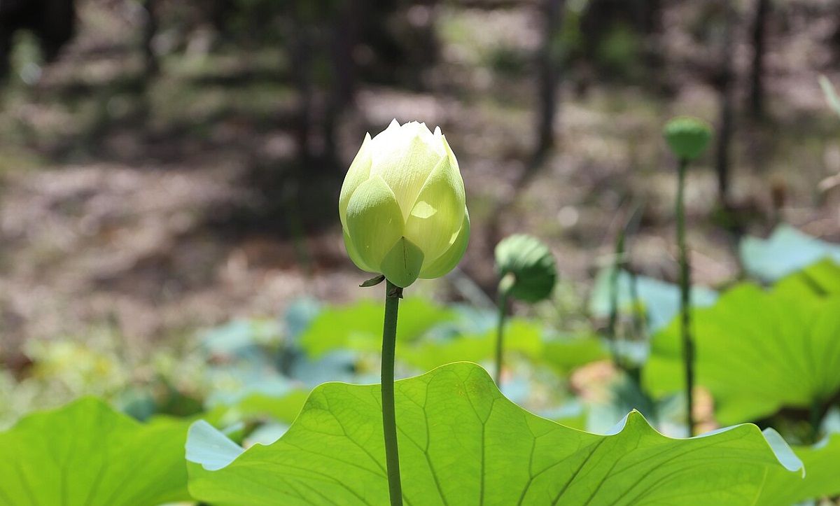 lotus-buddhist-monastery