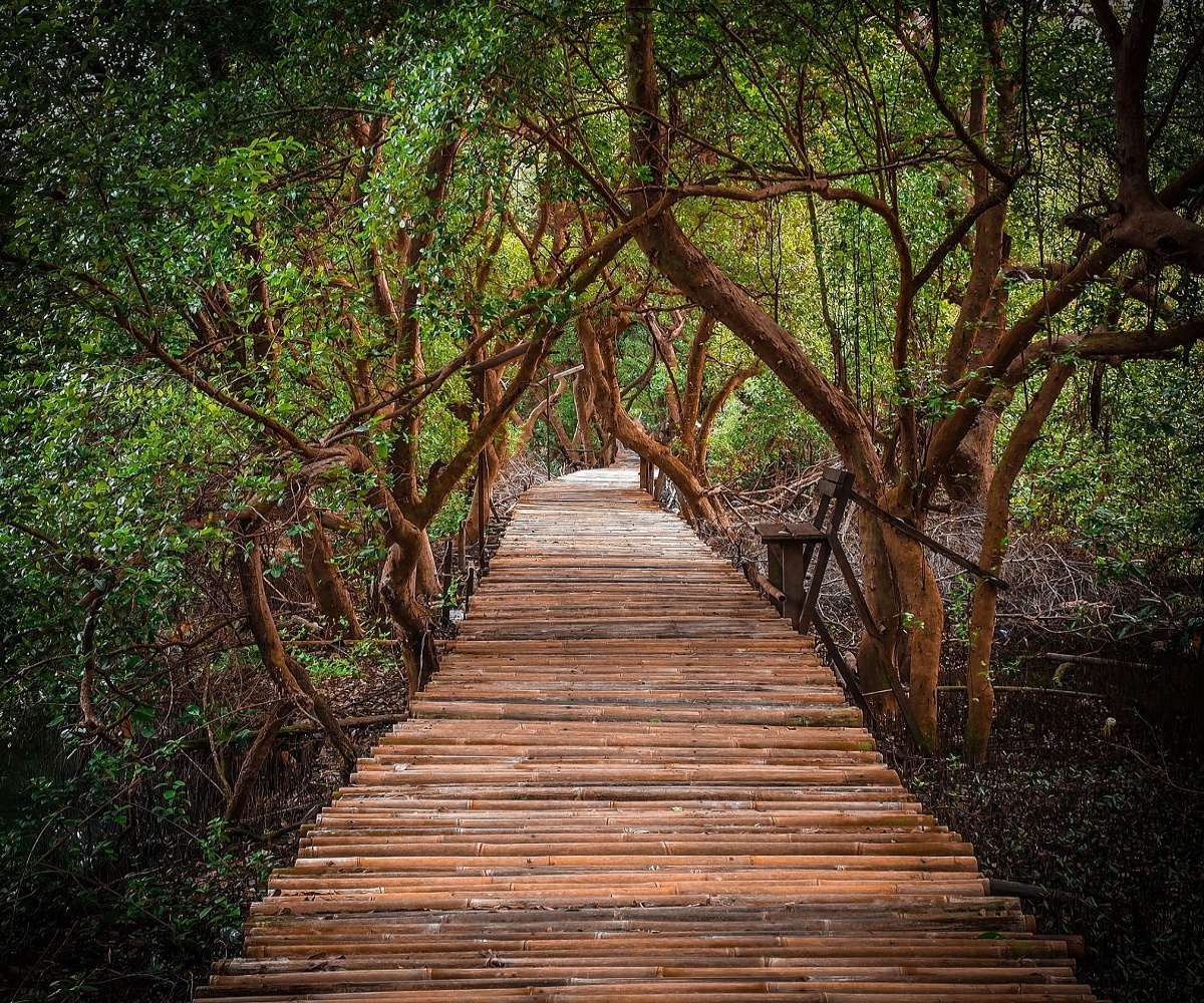 way-mangrove