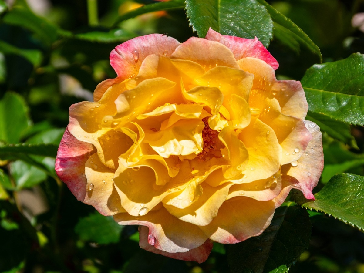 rosa-queen-mother