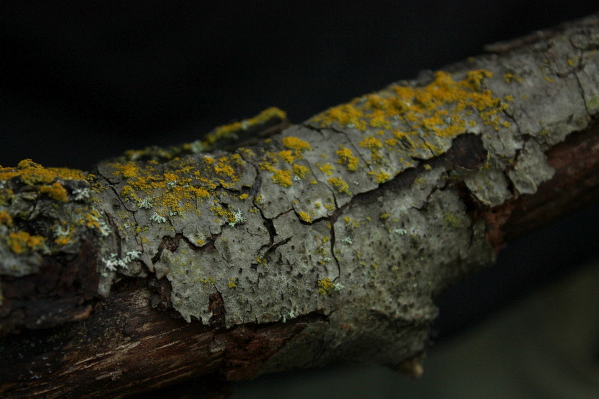 candelaria-lichen