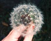 dandelion_in_hand.jpg