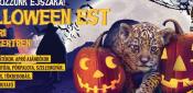 halloween-es-allatkert.jpg