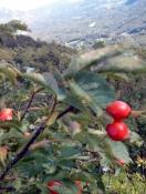 Rosa_canina-_sipek-_Rose_hip-_Wild_rose.jpg
