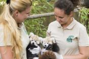 Vörös macskamedvék a Nyíregyházi Állatparkban