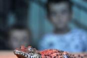 Rombuszkrokodil Budapesti Állat- és Növénykert