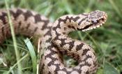 Keresztes vipera