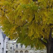 Loire-menti kastélyparkaban