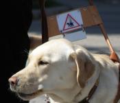 Vakvezető kutya labrador