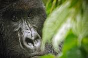 Virunga Nemzeti Park Kongó