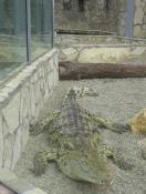 Krokodil Nagyerdei Kultúrpark