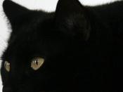 Péntek 13 fekete macska