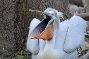 Tiergarten Schönbrunn 24