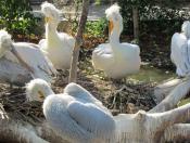 Tiergarten Schönbrunn 27