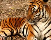 Suedchinesischer tiger