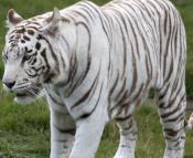 White tiger