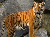 Panthera tigris corbetti
