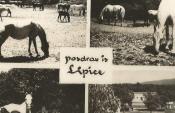 Lipicai lótenyésztés