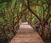 Way Mangrove