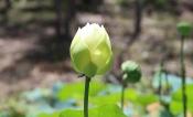 Lotus Buddhist Monastery